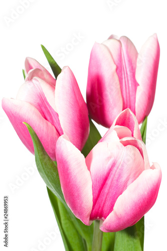 holiday tulips bouquet isolated on white