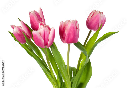 Fototapeta Naklejka Na Ścianę i Meble -  holiday tulips bouquet isolated on white
