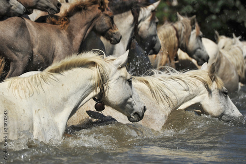 chevaux camargues en rivière photo