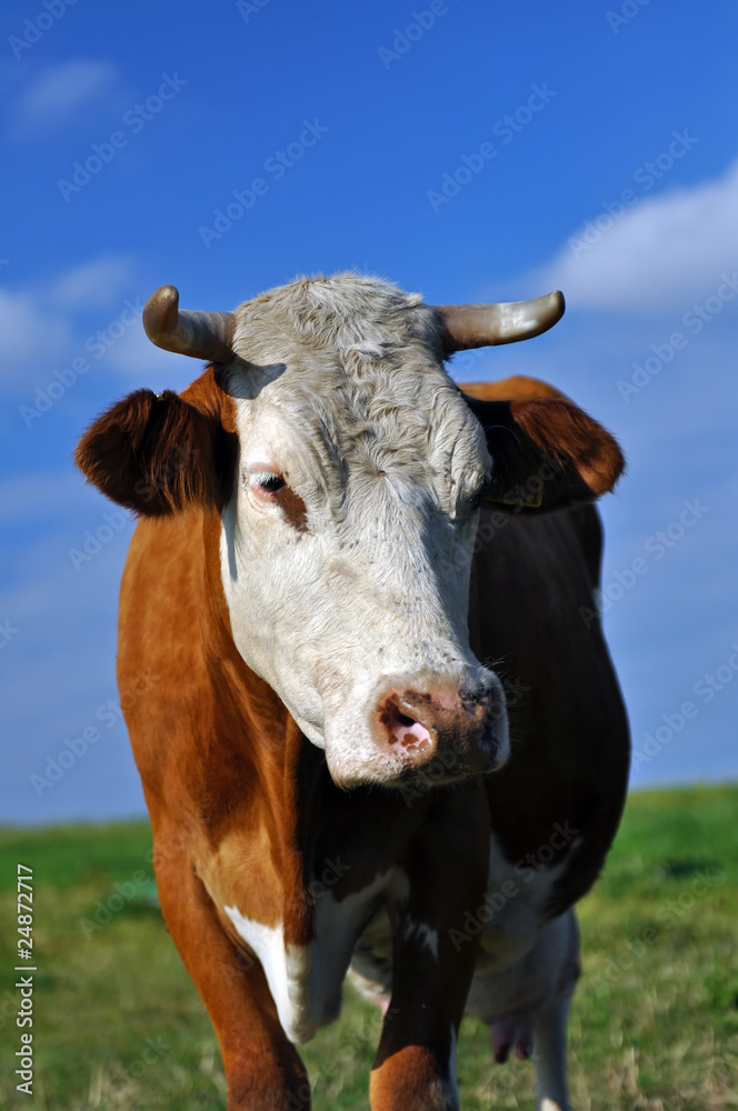 Cow