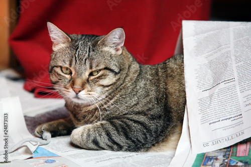 Kater unter Zeitung versteckt photo