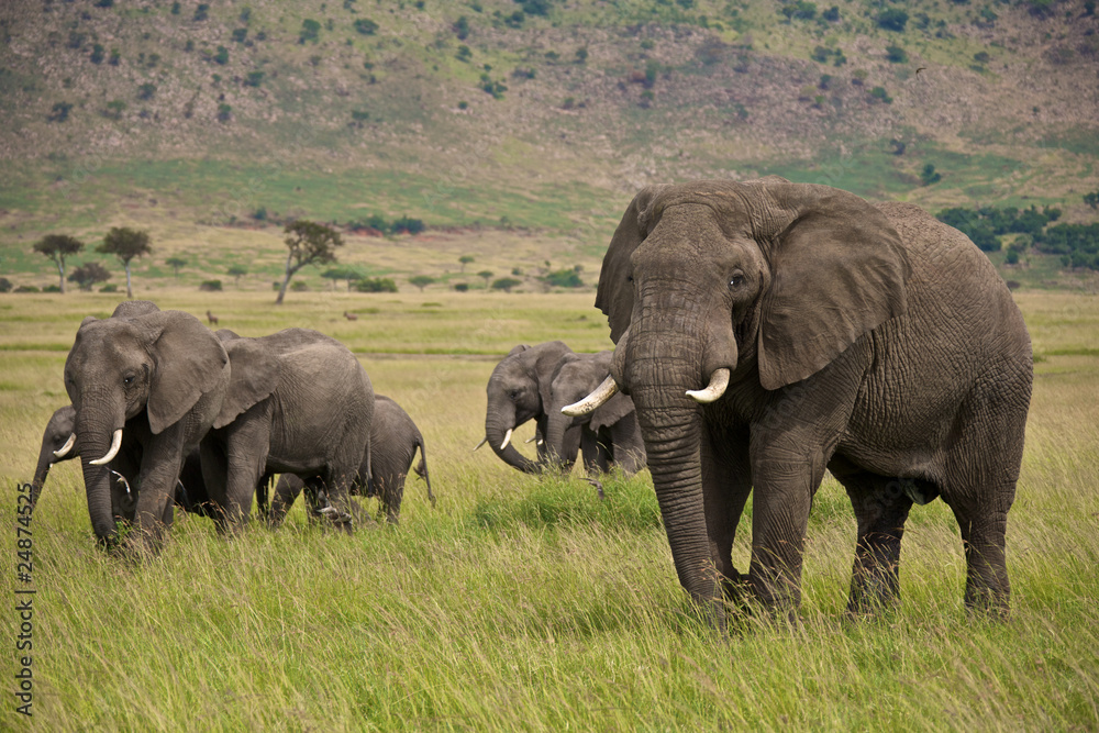 Obraz premium Stado słoni