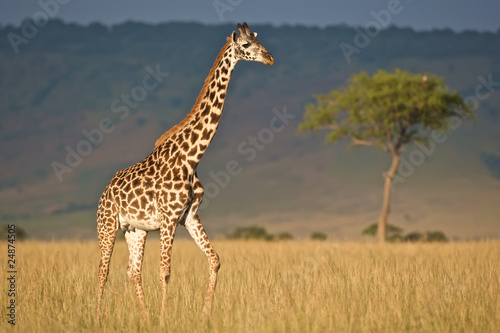 Giraffe © johanelzenga