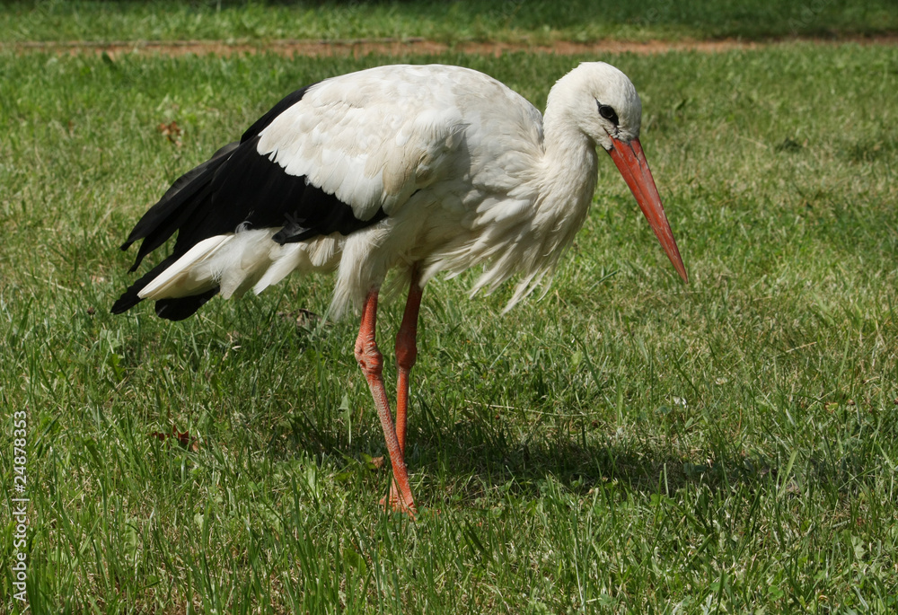 Fototapeta premium Stork on the lawn