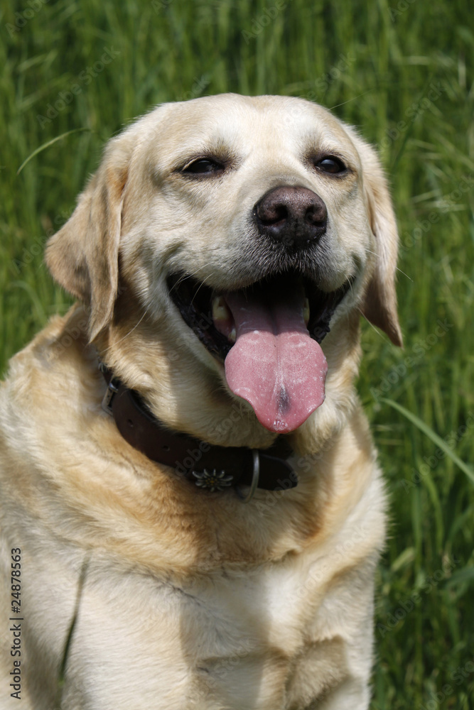 Labrador Retriever