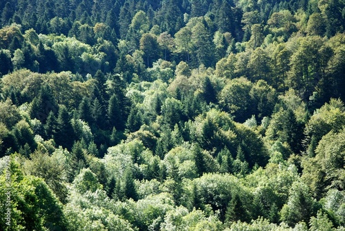 Forêt