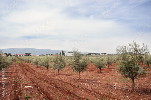 Olive grove