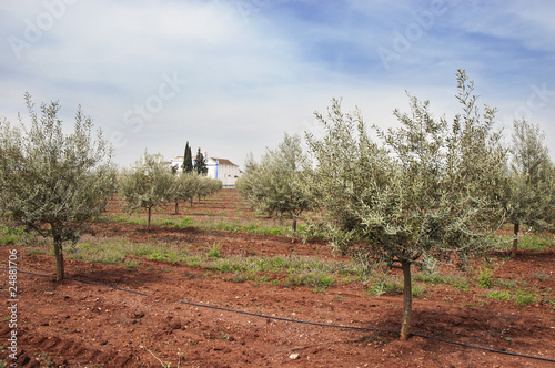 Olive grove