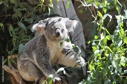 Fototapeta Naklejka Na Ścianę i Meble -  Koala In A Tree