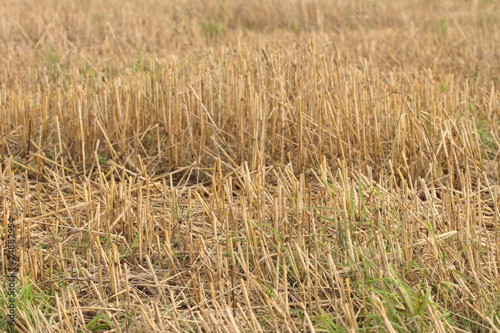 Fototapeta premium stubble