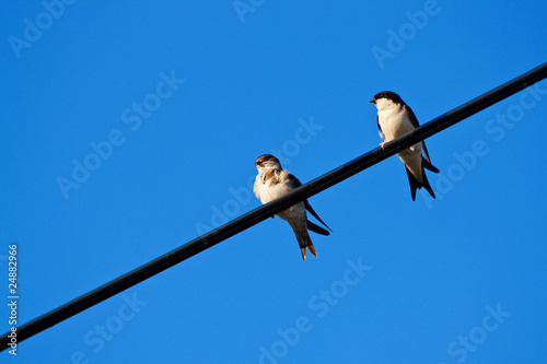 Swallow sitting on metal wire over blue sky © Magdalena Ruseva