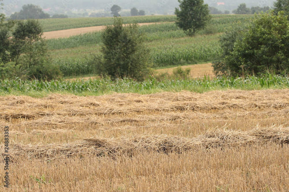 Fototapeta premium countryside landscape after harvest