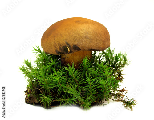 Ceps isolated on white background with green moss
