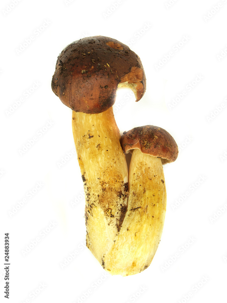 Ceps isolated on white background