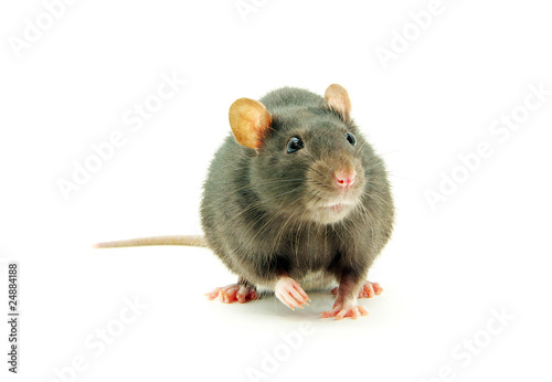 rat