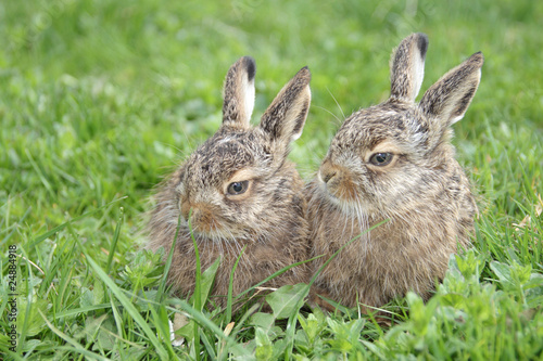 two little hares