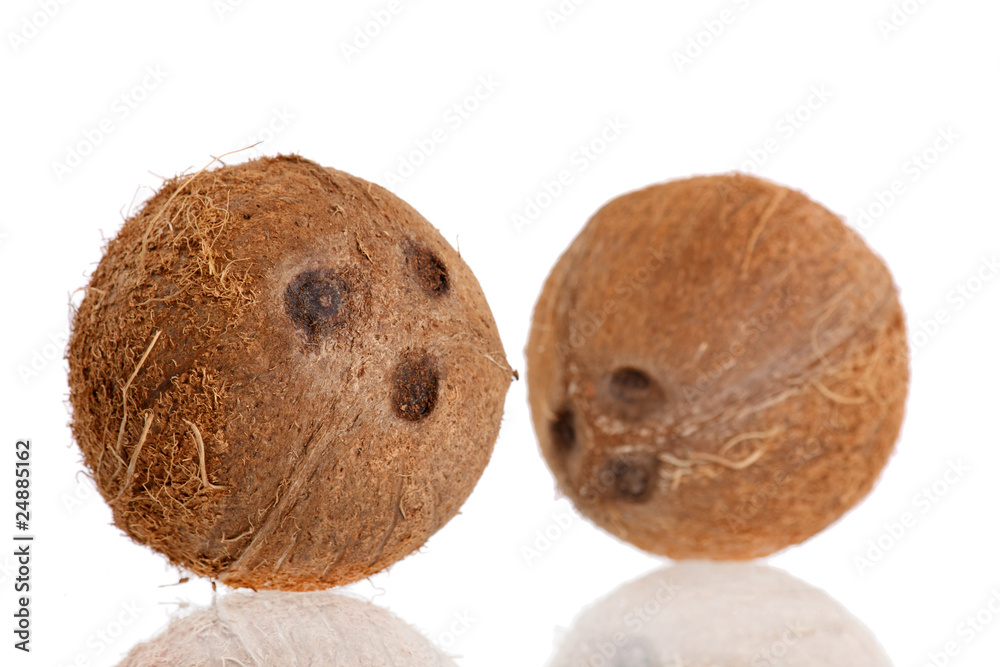 fresh coconuts fresh coconuts