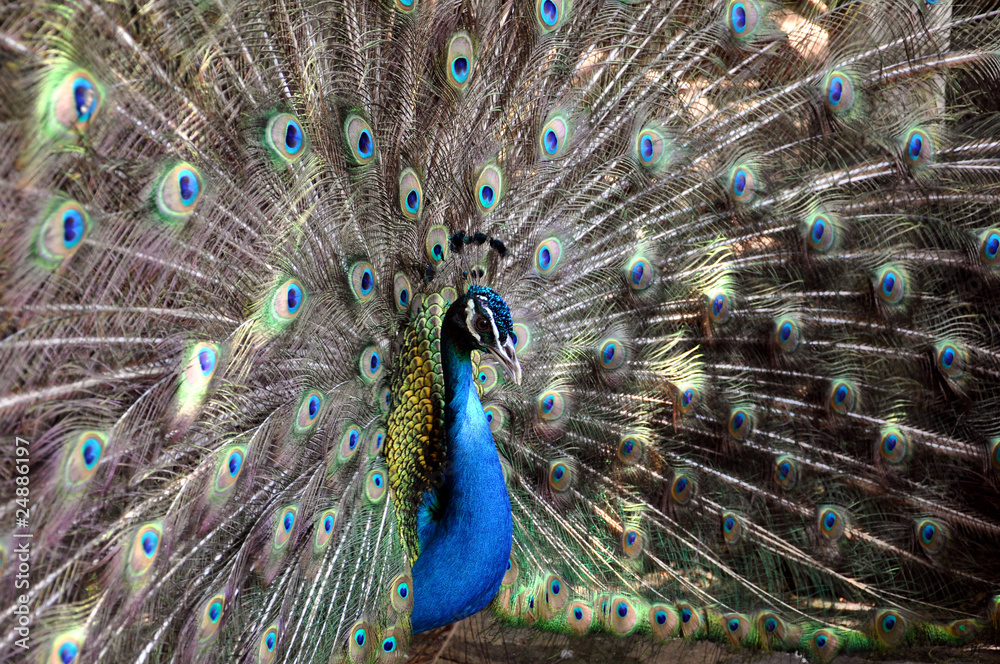 Naklejka premium Pfau