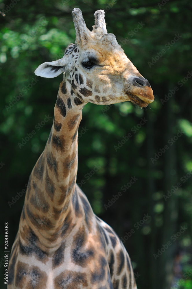 Obraz premium Portrait d'une girafe.