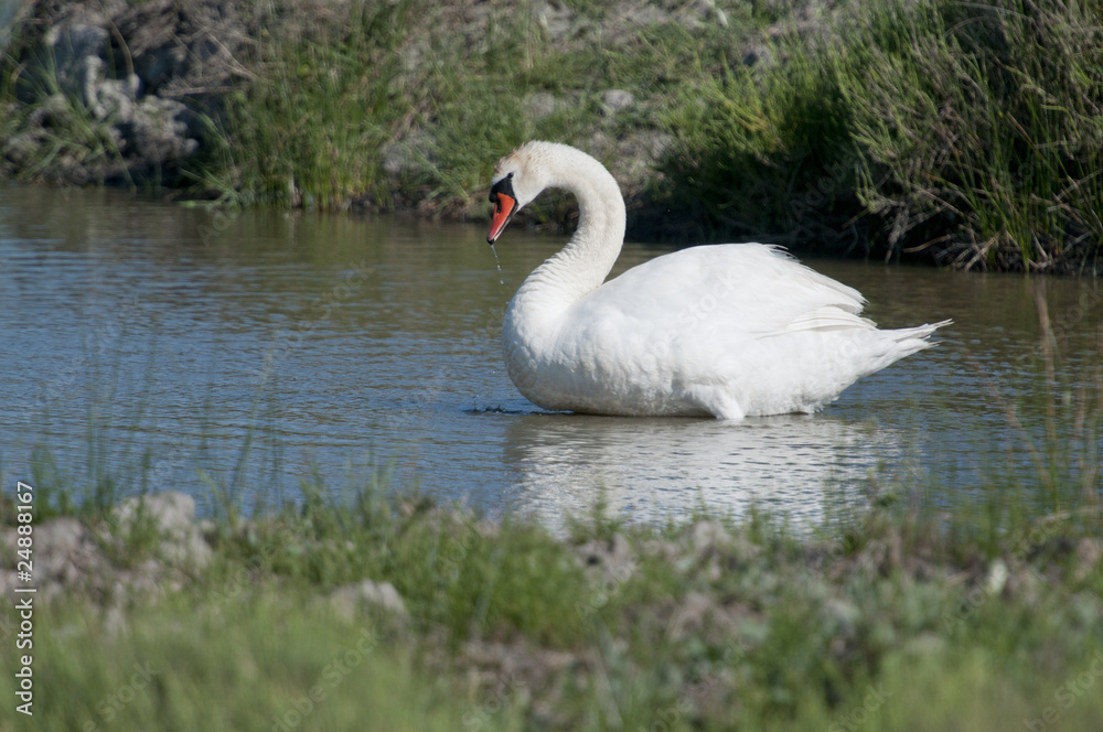 Cygne Cygne