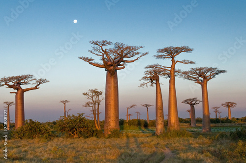Leinwand Poster Field of Baobabs