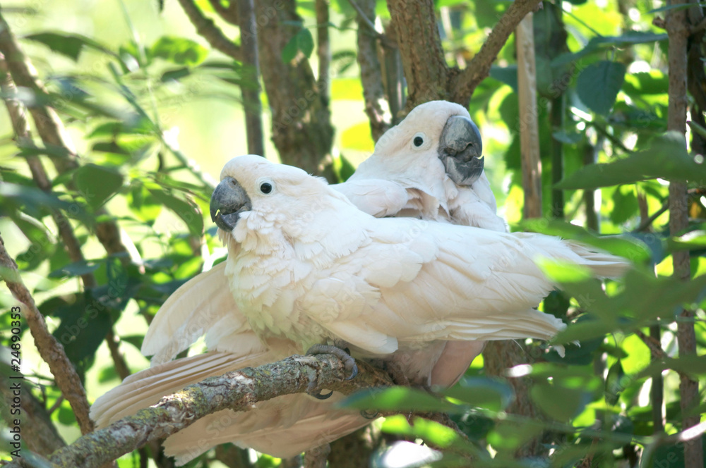 Fototapeta premium perroquet