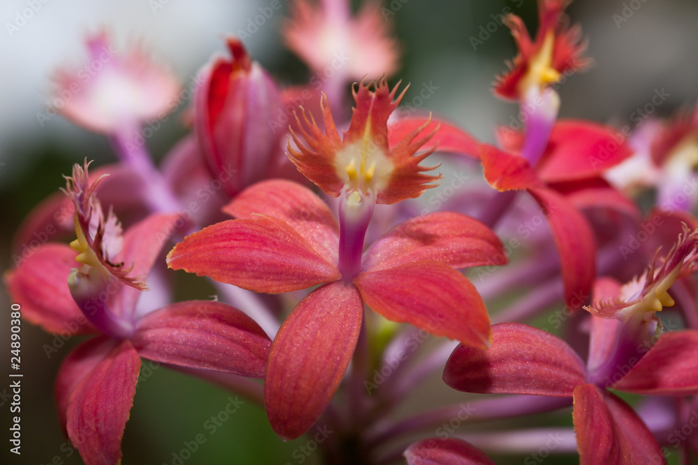 forme strane nel fiore forme strane nel fiore
