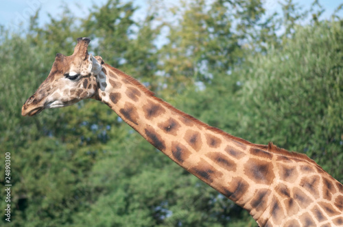 girafe