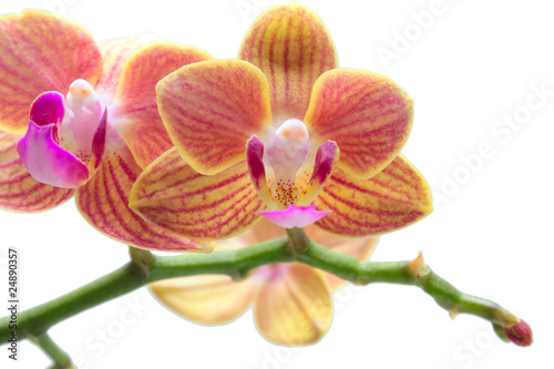 Orchidée