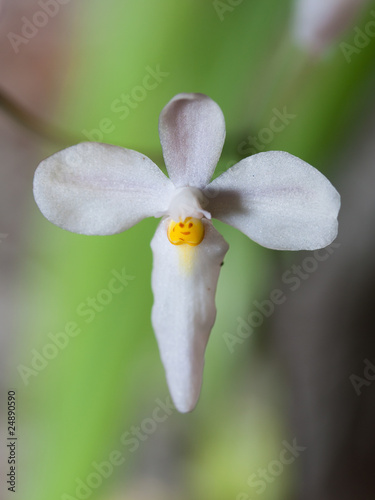 faccia sorridente nel fiore