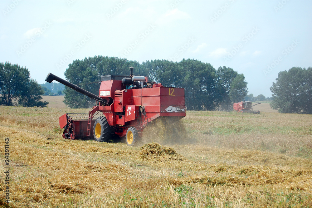 Obraz premium Wheat harvesting