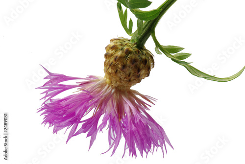 Distel Blüte