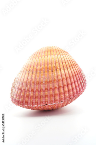 pink cardium shell front view