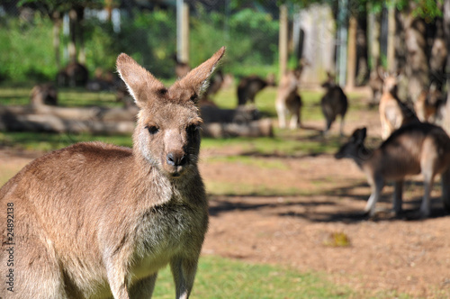 Kangaroo reserve