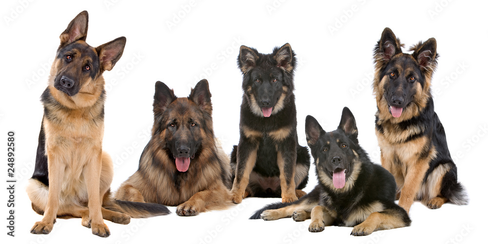 Group of German Shepherd dogs Group of German Shepherd dogs