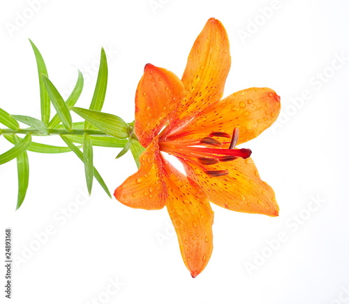Tiger lily