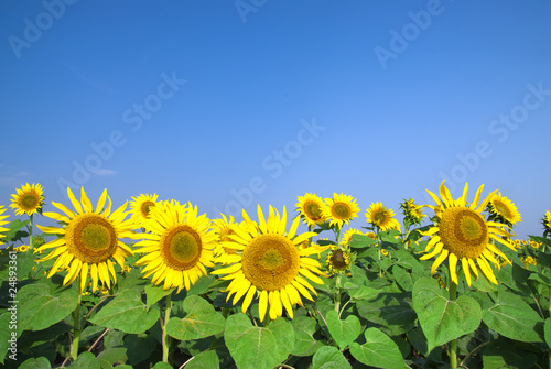 sunflower field over blue sky