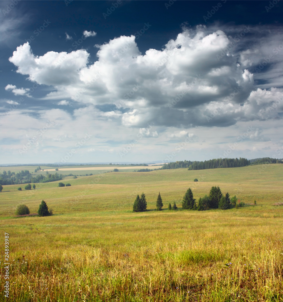 Obraz premium Meadow