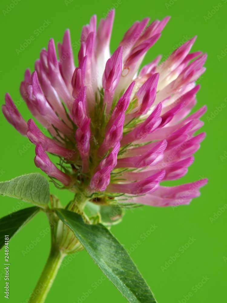 Rotklee Blüte Rotklee Blüte