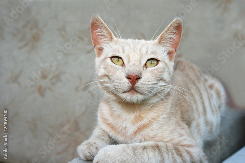 Tawny cat © RUZANNA ARUTYUNYAN