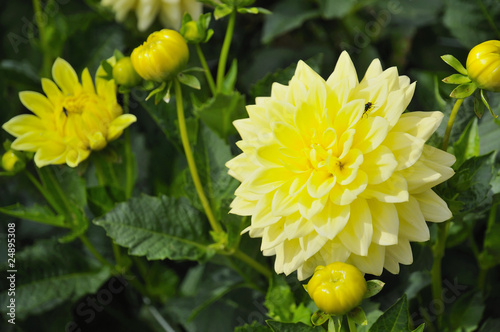 Yellow decorative dahlia