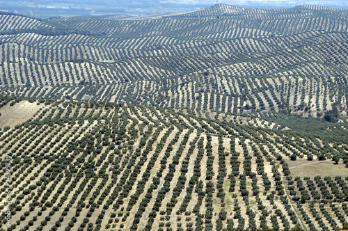 Vista aérea de un olivar andaluz 39