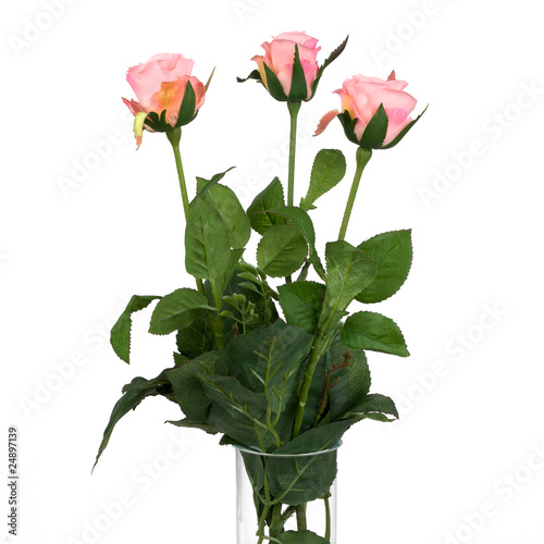 Pink roses
