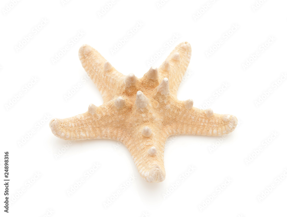 starfish in closeup over white background starfish in closeup over white background