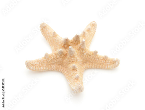 starfish in closeup over white background