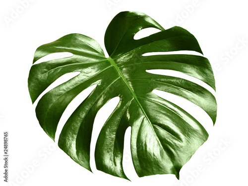 glossy monstera leaf