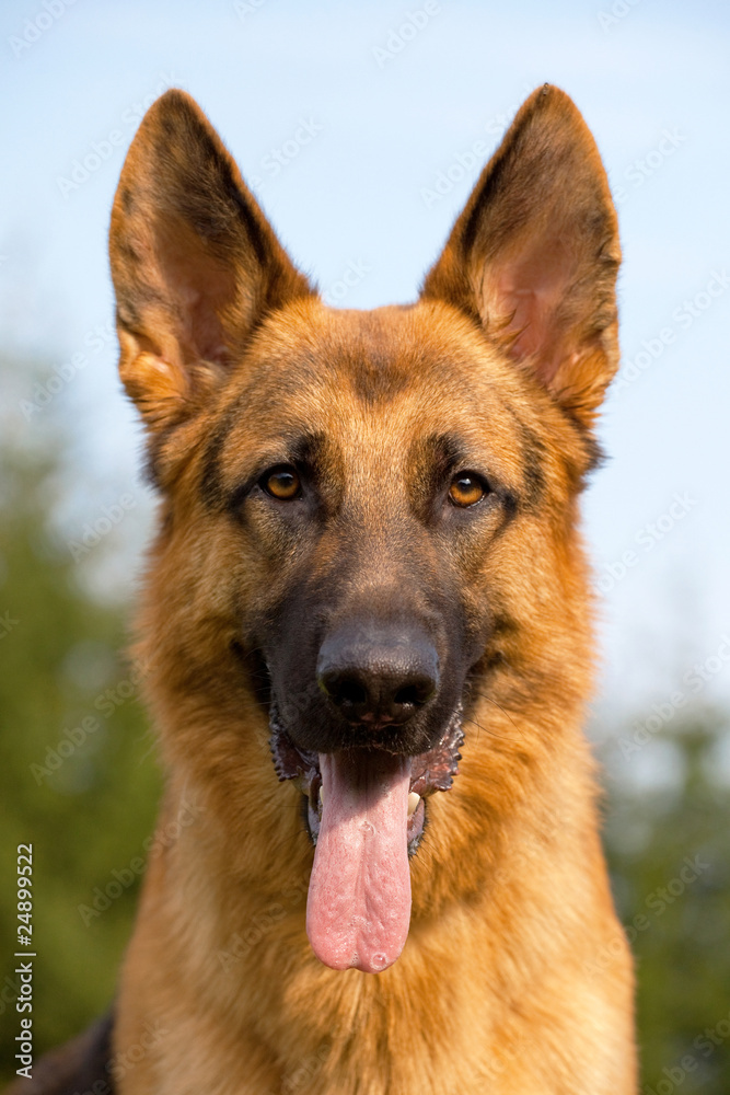 german sheepdog portrait