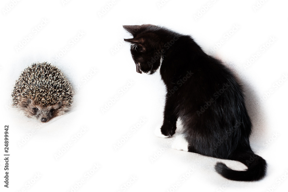 Obraz premium Kitten and hedgehog.