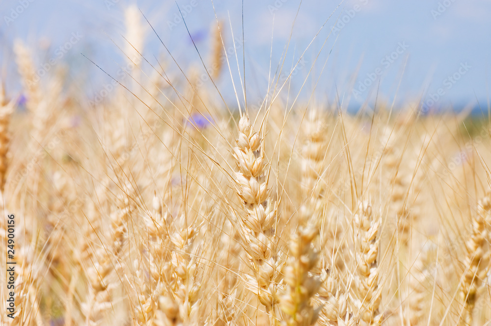 Fototapeta premium Ripe rye against the blue sky