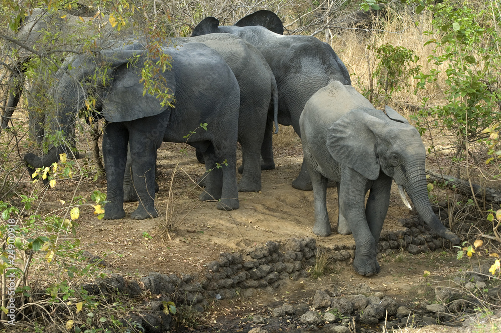Obraz premium Eléphants d'Afrique dans la brousse